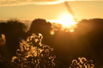 Close-up of flowering plant against sky during sunset