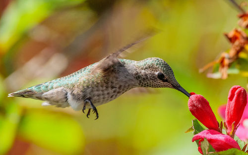 Close-up of hummingbird flying against blurred background