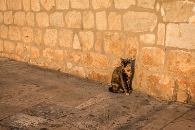 Cat sitting on footpath by wall during sunset