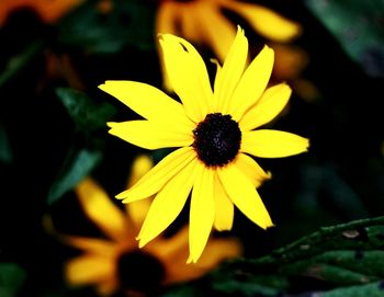 Close-up of yellow flower