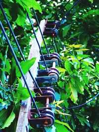 Low angle view of bamboo hanging on tree