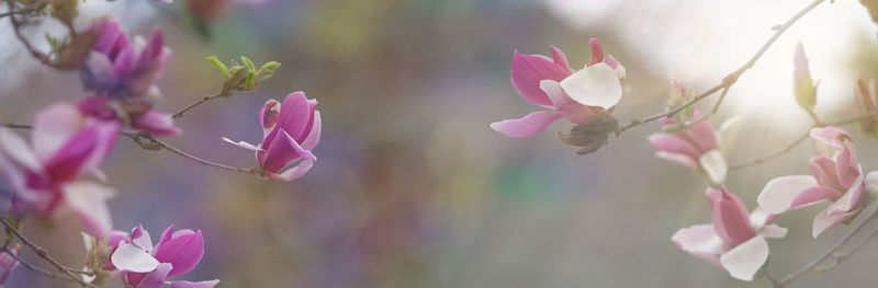 Close-up of pink flowering plant