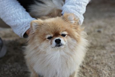 High angle portrait of dog