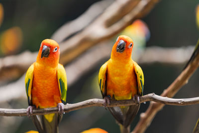 View of parrot perching on branch