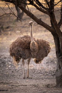 Female common ostrich by tree watching camera