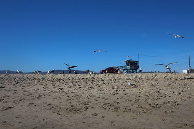 Seagulls flying at beach against clear blue sky