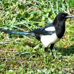 Close-up of bird perching on a field