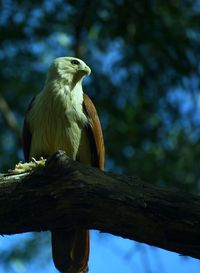 Brahminy kite