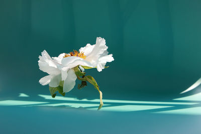 Close-up of white rose flower