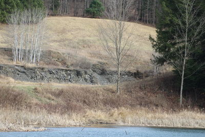 Scenic view of river in forest