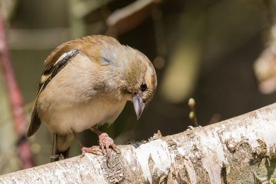 Sick chaffinch with a bird disease on the claw