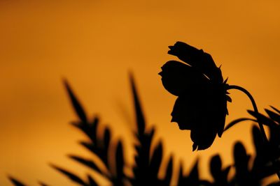 Close-up of orange flower