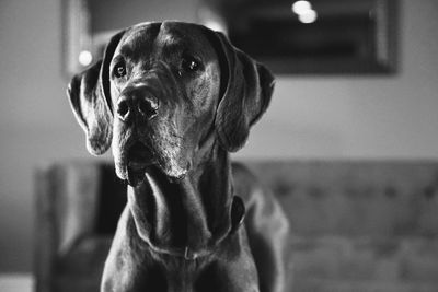 Close-up of dog looking away at home