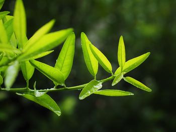 Close-up of wet plant