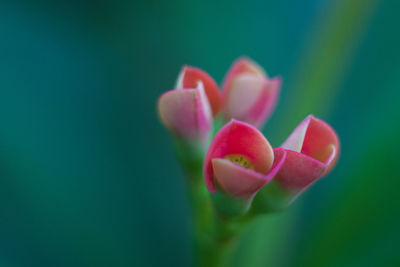 Close-up of pink tulip