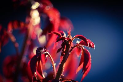 Close-up of plant growing outdoors