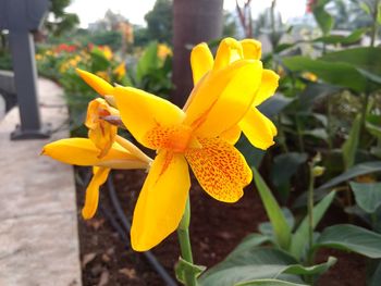 Close-up of yellow flowers blooming outdoors