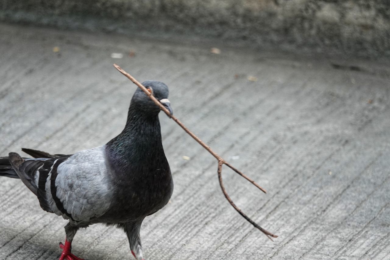 Pigeon and stick