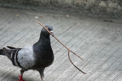 Close-up of bird