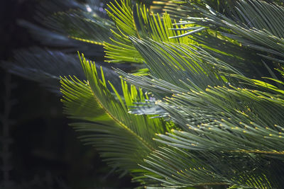 Close-up of palm tree leaves