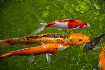 Fish swimming in water 