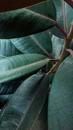 High angle view of a leaf