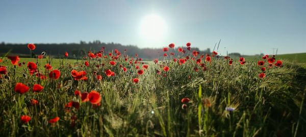 Red poppy flowers on field against sky