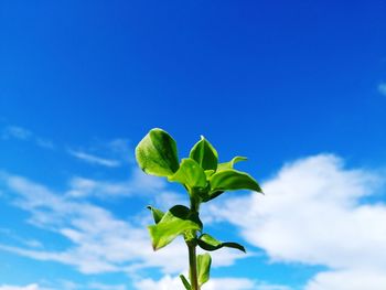 Low angle view of plant against sky
