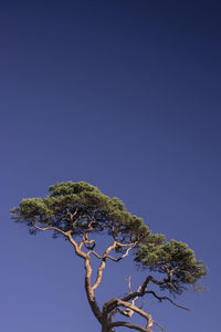 Low angle view of tree against clear sky