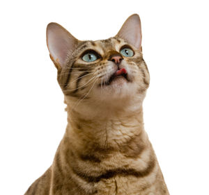 Close-up portrait of a cat against white background