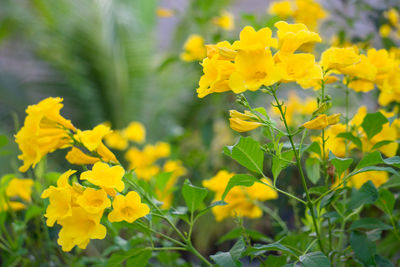 Close-up of yellow flowering plant