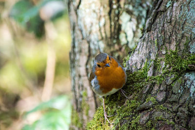 Close-up of bird perching on leaf