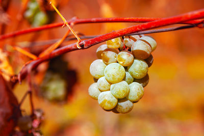 Autumn grape . homegrown grapes growing in the garden