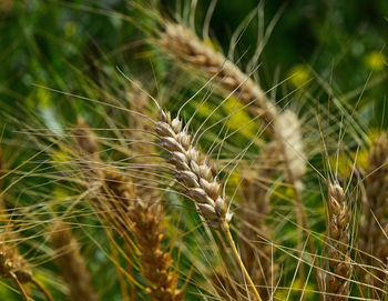 Close-up of wheat growing on field