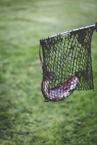 Close-up of fish in net over field