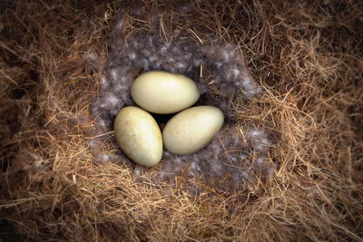 High angle view of eggs in grass