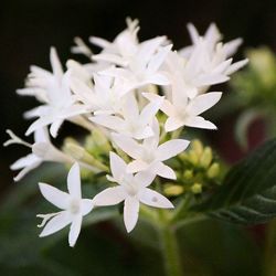 Close-up of white flowers