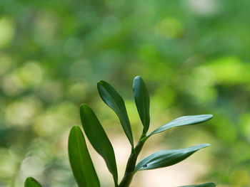 Close-up of plant