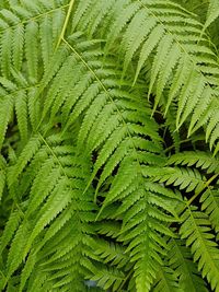 Full frame shot of fern leaves