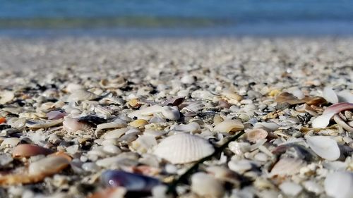 Close-up of seashells on beach