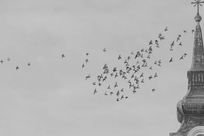 Low angle view of birds flying against sky