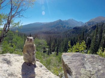 Squirrel sitting on rock against mountain during sunny day