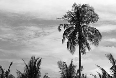 Low angle view of palm tree against sky