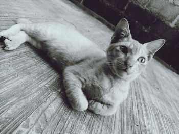 Portrait of a cat lying on floor