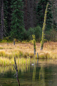 Scenic view of lake in forest