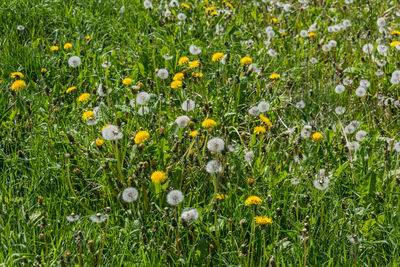 Close-up of yellow flowering plant in meadow