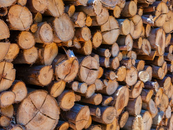 Full frame shot of logs in forest