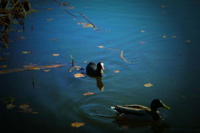 High angle view of ducks swimming in lake