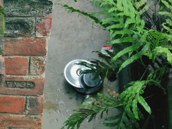 Close-up of plants against wall