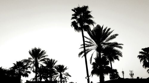 Low angle view of palm trees against sky